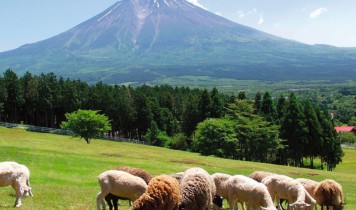 夏にひんやり!朝霧高原アイスクリーム作り・乳搾り体験と雲上の富士山五合目