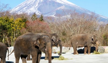 富士サファリパーク&天空のダリア祭りと地ビール飲み放題バイキング