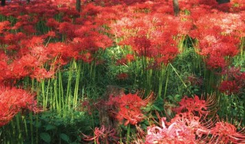 500万本の赤い絨毯!巾着田の曼珠沙華・コスモスと巨峰狩り