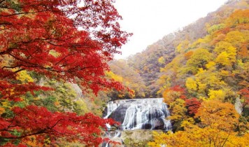 常陸路 紅葉三名所 花貫・竜神・袋田めぐり