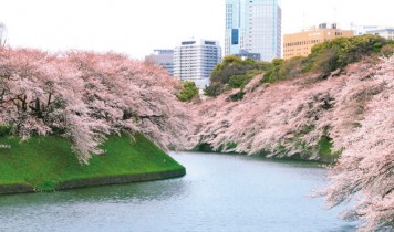 屋形船・隅田川桜見物と千鳥ヶ淵桜吹雪(HT)