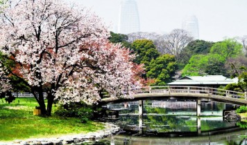 隅田川桜堤と八芳園の桜会席(HT)
