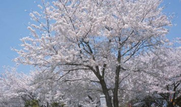 桜の名所「飛鳥山公園」としだれ桜の名園めぐり