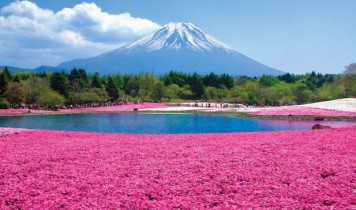 ピンクの絨毯!富士芝桜まつりとイチゴ狩り食べ放題(HT)