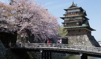 約1500本の高遠小彼岸桜と諏訪の浮島高島城の桜(HT)