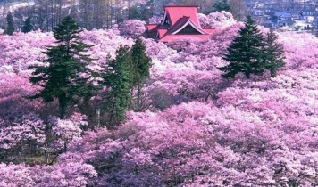 天下第一!高遠桜のお花見と山梨桃源郷・いちご狩り食べ放題(HT)