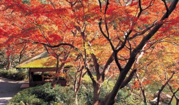 八芳園の紅葉御膳と秋色に染まる銀杏並木