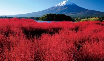 もりだくさん♪フルーツ王国山盛り山梨感謝祭!