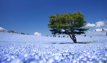 青い絨毯「青の花・ネモフィラ」と世界で紹介される「大藤棚」(VP)