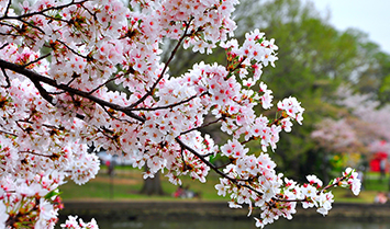 桜のお花見