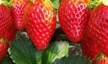 いちご狩り【2022】世界遺産日光と三ツ星★スカイベリー苺食べ放題(HT)