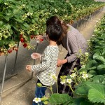 いちご狩り　※イメージ