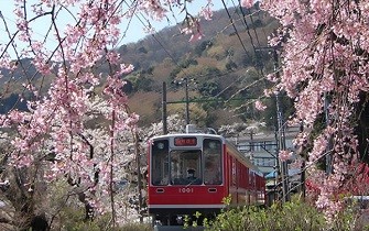 トイレ付バスで行く2024！桜の名城＆鉄道お花見列車とビュッフェ（HT）