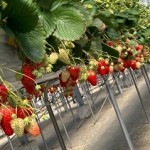 いちご狩り（イメージ）