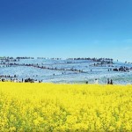 国営ひたち海浜公園ネモフィラ