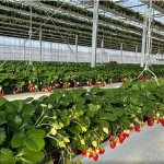 ひろびろ~棚吊りのいちご園