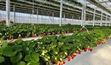 2026.3月まで国産霞浦牛やわらか《ステーキ丼》と空中イチゴの【いちご狩り】（HT）