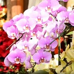 ハーブ庭園には温室もあります