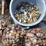 潮干狩りのお土産　※イメージ